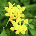 Bird's-foot Trefoil