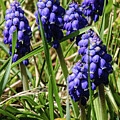 Grape Hyacynth