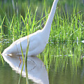 Great Egret