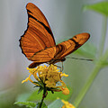 Julia Butterfly
