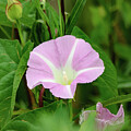 Morning Glory
