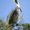 Pelican
