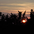 Pines at sunset