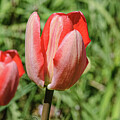 Red Tulips