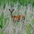 White-tailed Deer in Grasses